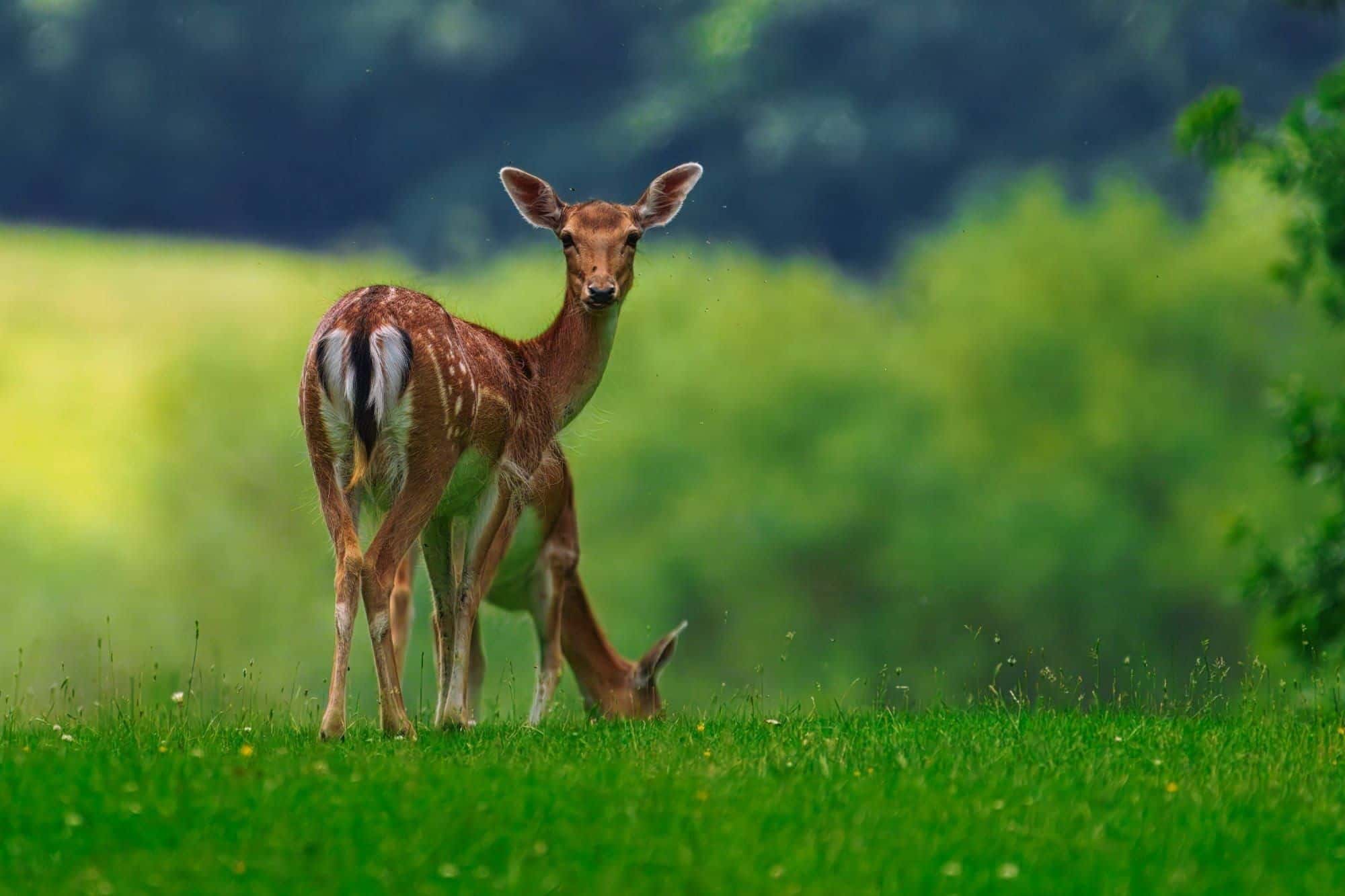 Dunham Massey — wildlife photography in Greater Manchester