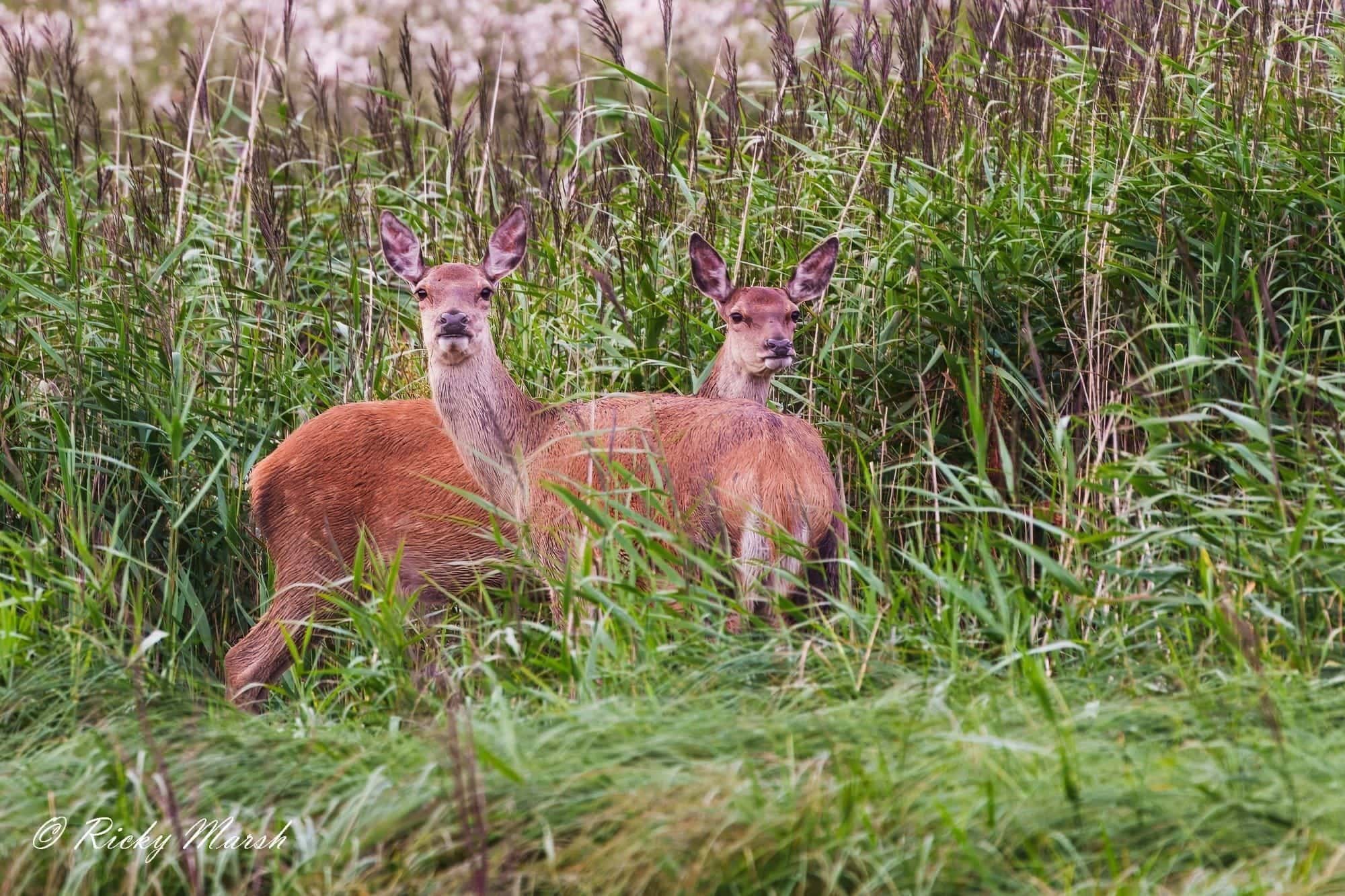 RSPB Leighton Moss — wildlife photography in Lancashire