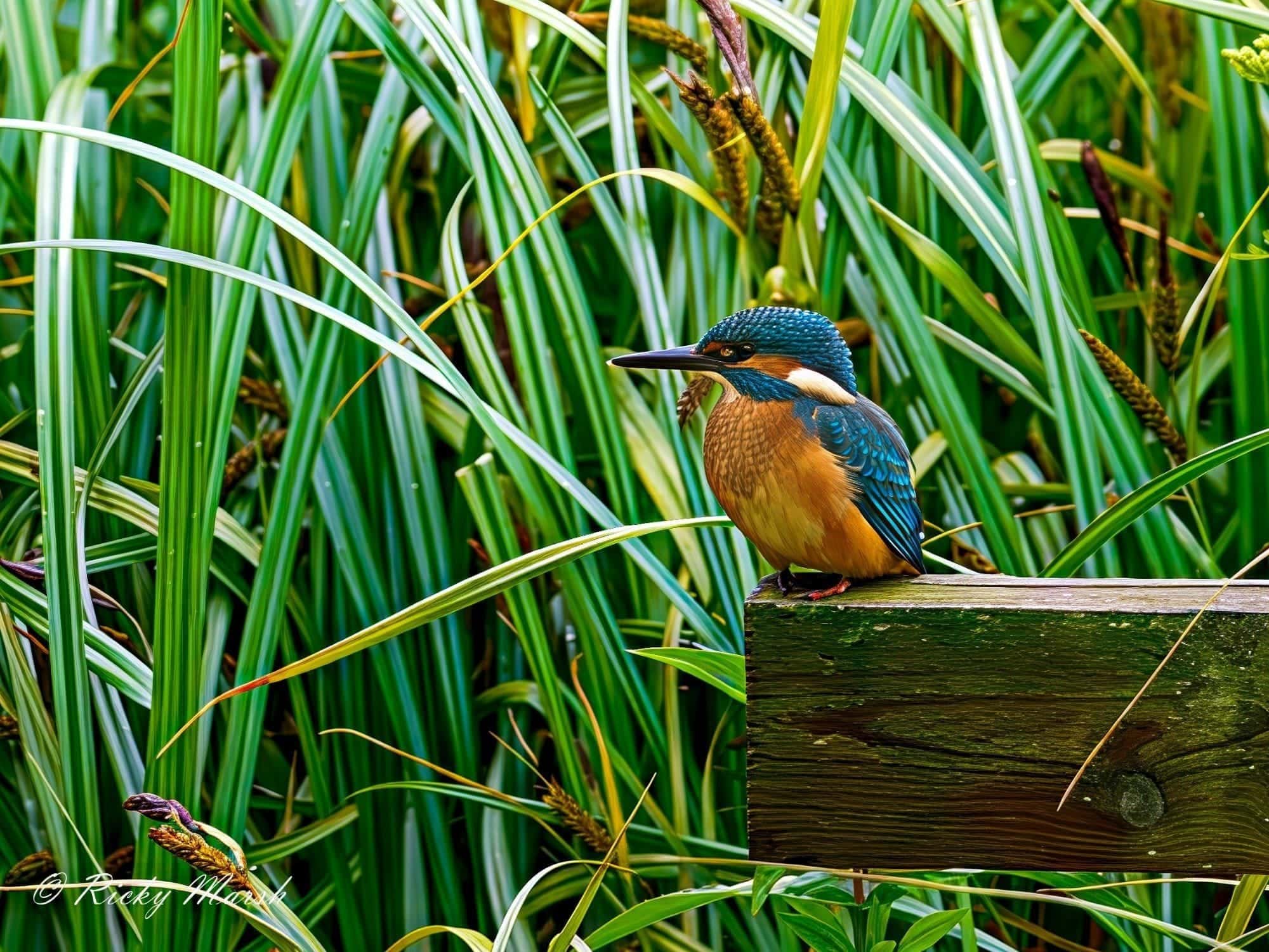 WWT Martin Mere — wildlife photography in Lancashire