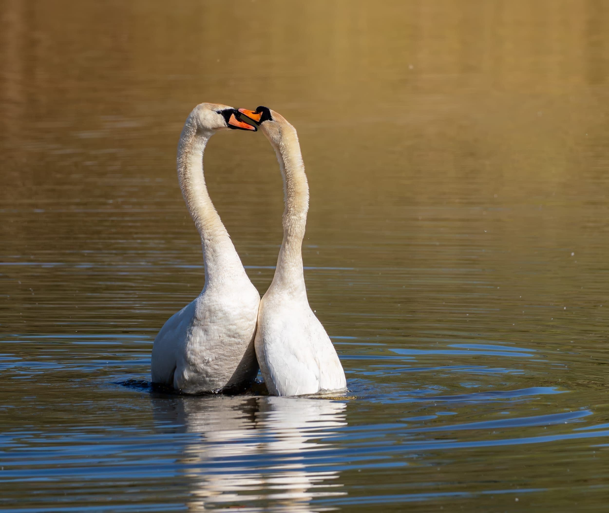OM System OM-1 Mark II — wildlife photography equipment review