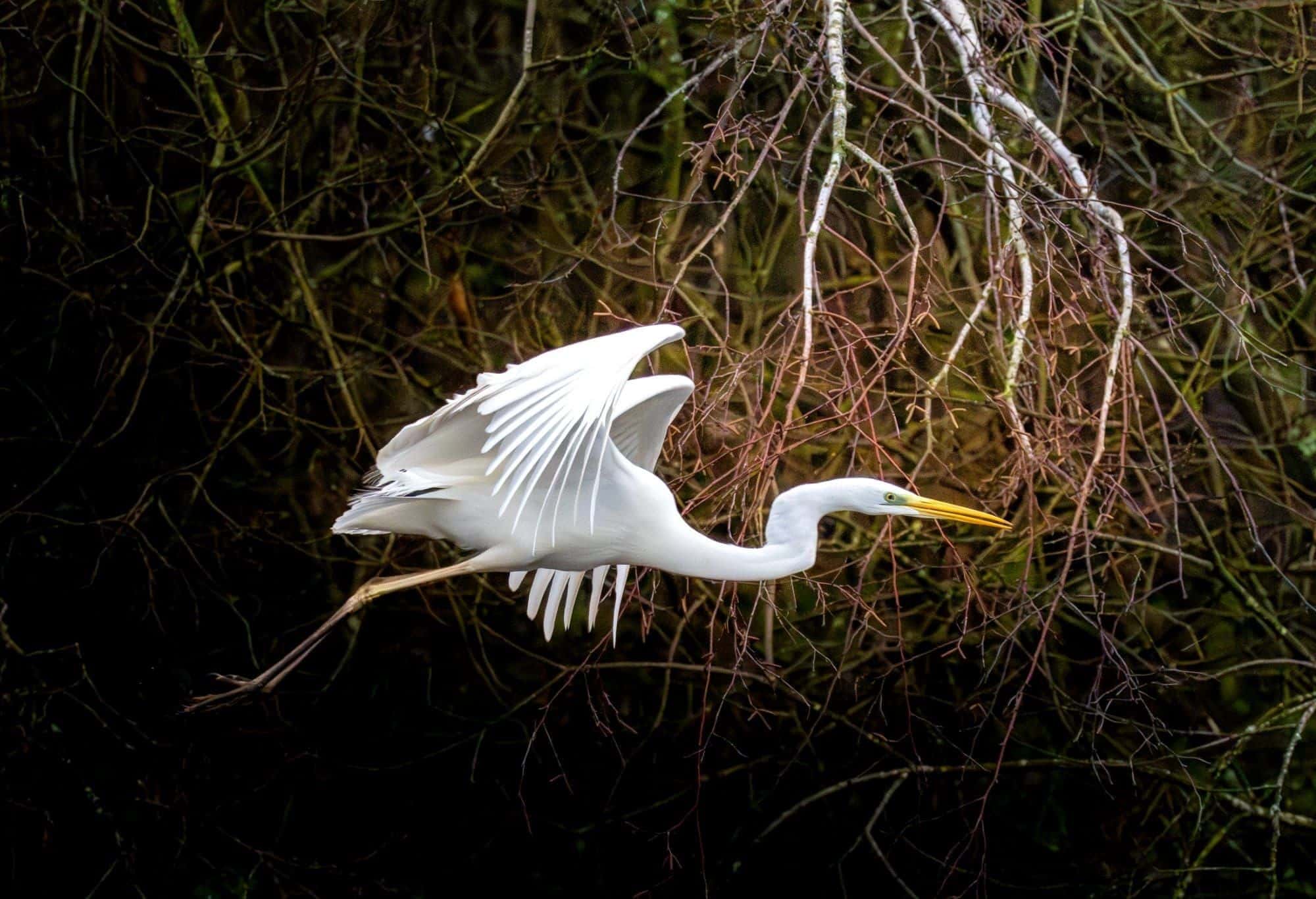 Pennington Flash Country Park — wildlife photography in Greater Manchester
