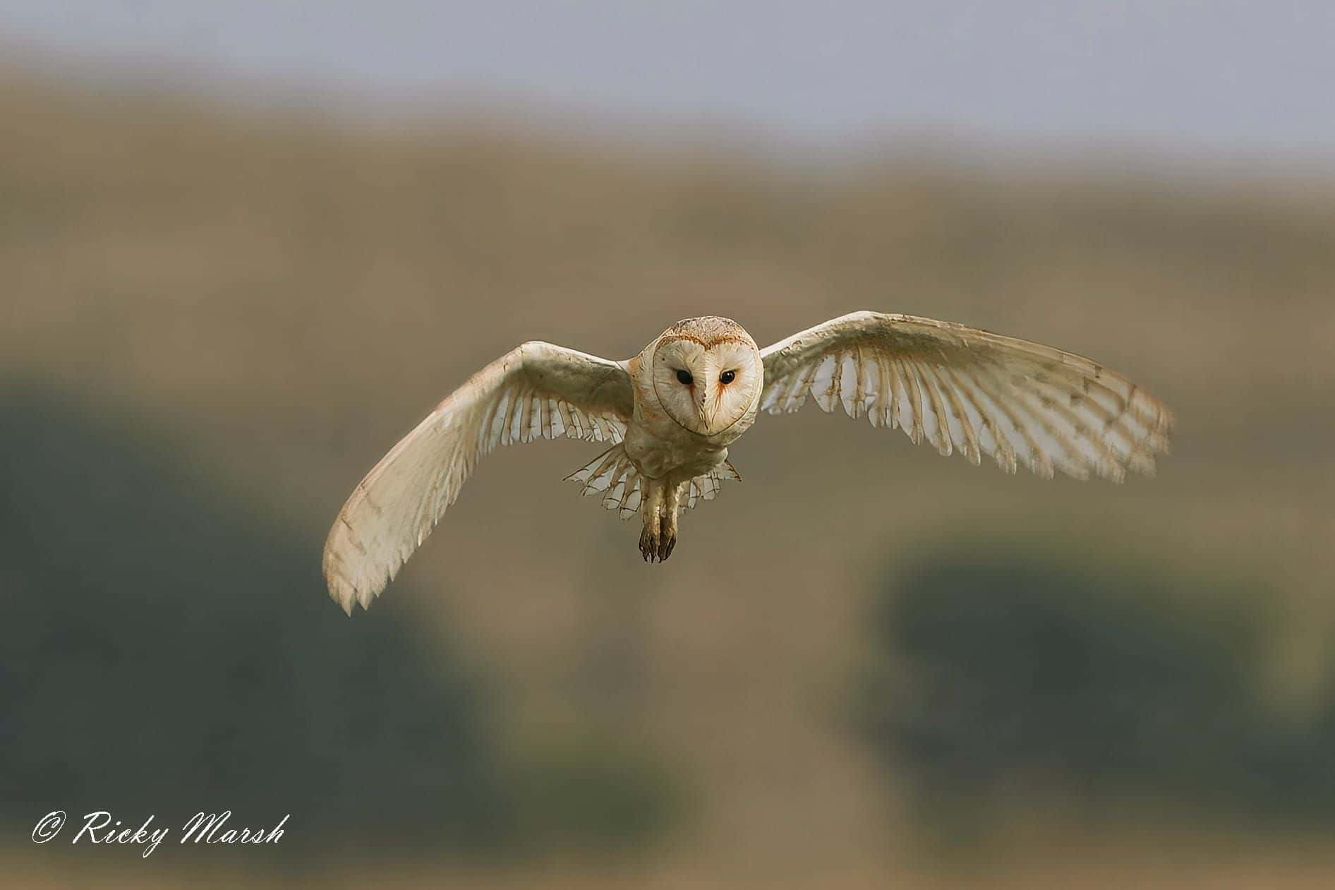 RSPB Bempton Cliffs — wildlife photography in East Yorkshire