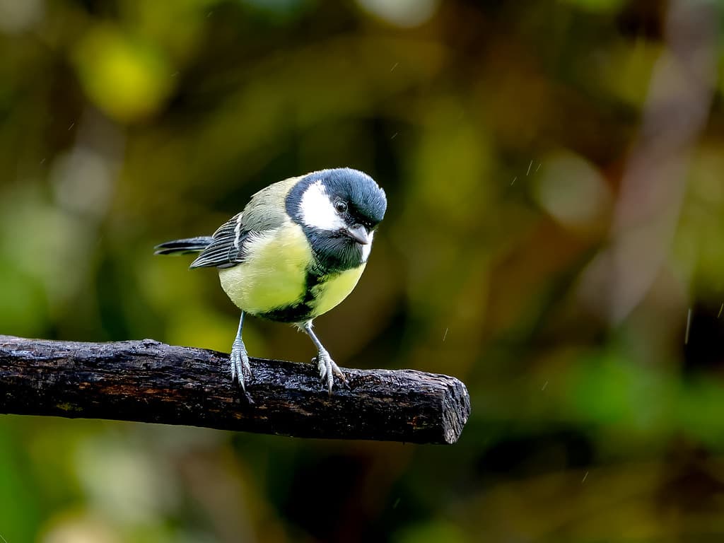 Blue tit on a woodland perch