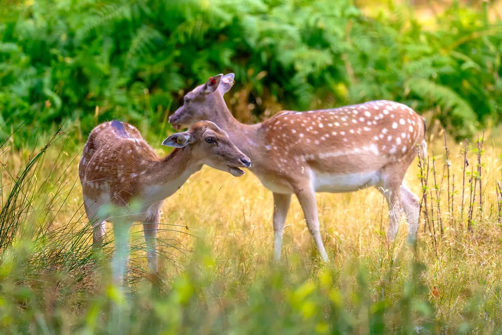 Two fallow deer at Dunham Massey