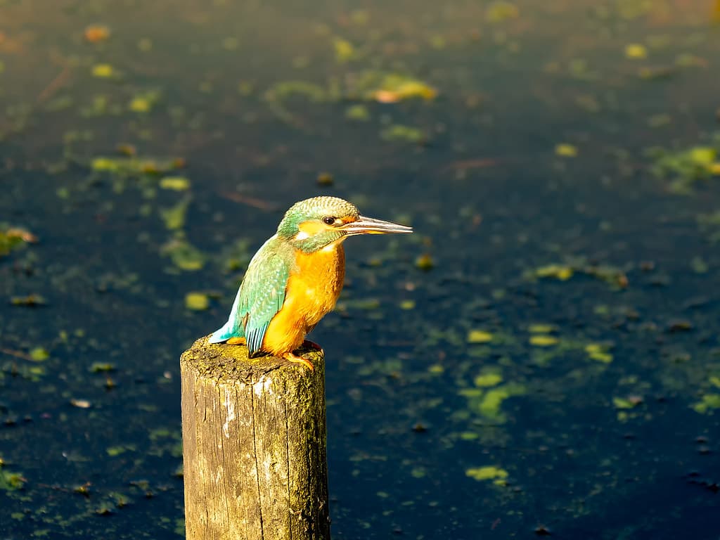 Kingfisher at Pennington Flash