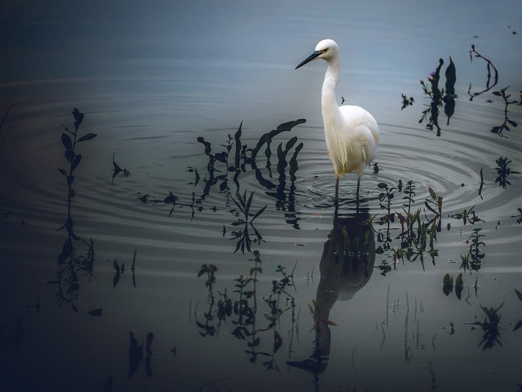 Little egret reflected in wetland water
