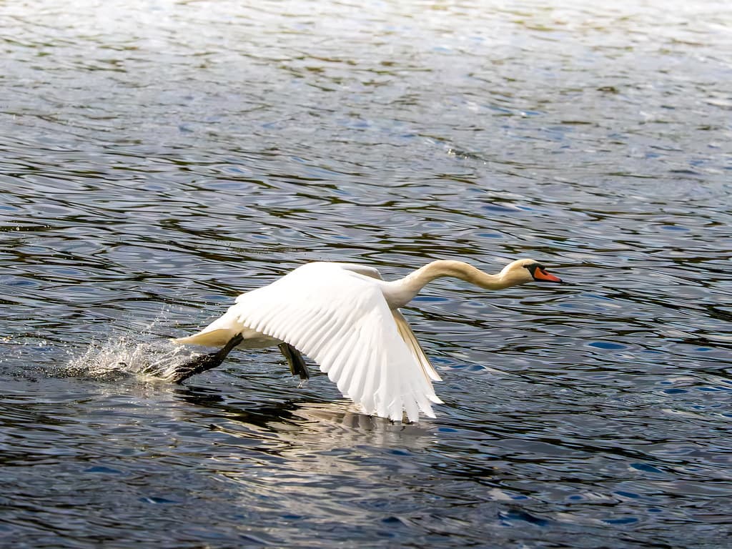 Mute swan taking off