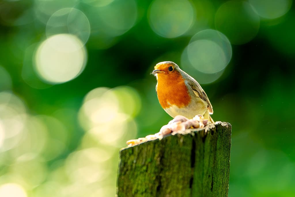 Robin in woodland light