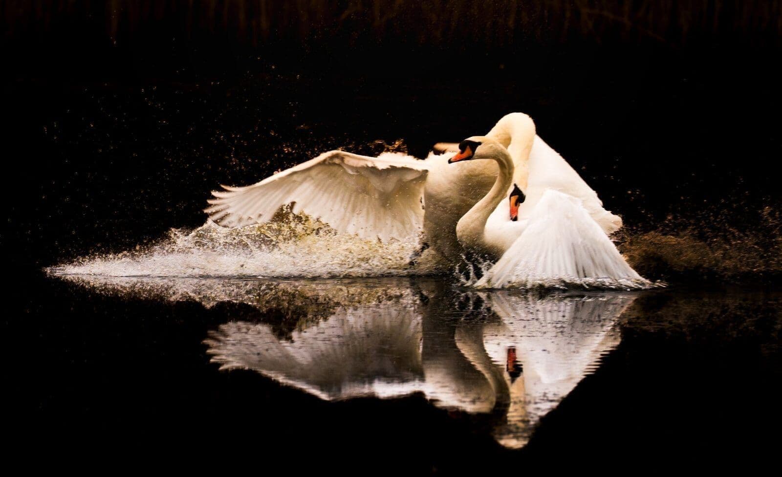 Sony A1 — wildlife photography equipment review