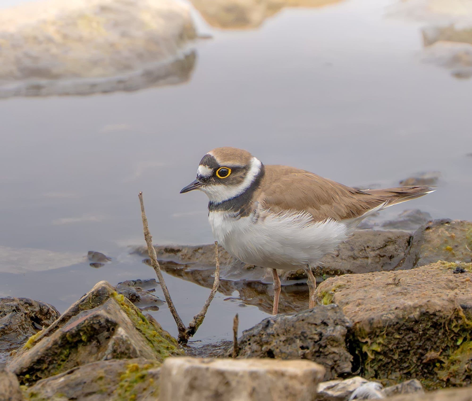 Sony A7R V — wildlife photography equipment review